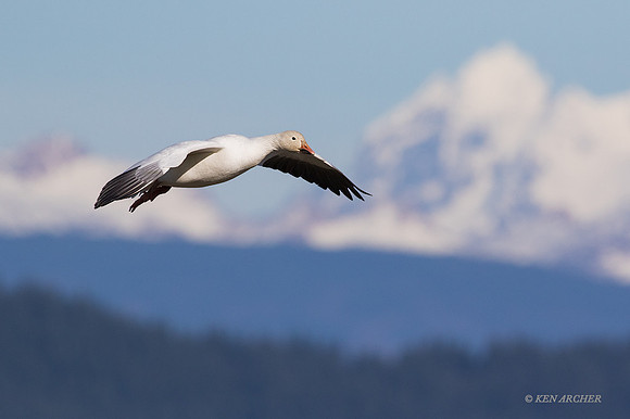 SNGS03152 - Snow Geese