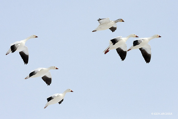 SNGS01654 Snow Goose