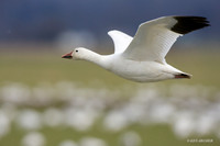 Snow Goose - SNGS01237