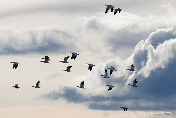 SNGS01712 Snow Goose