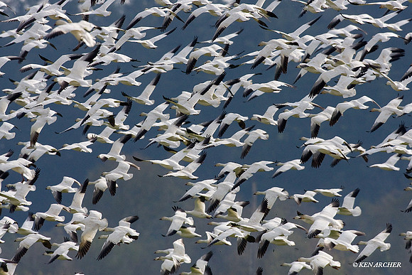 SNGS02256 Snow Geese