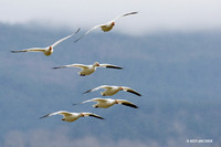 SNGS00529 Snow Geese