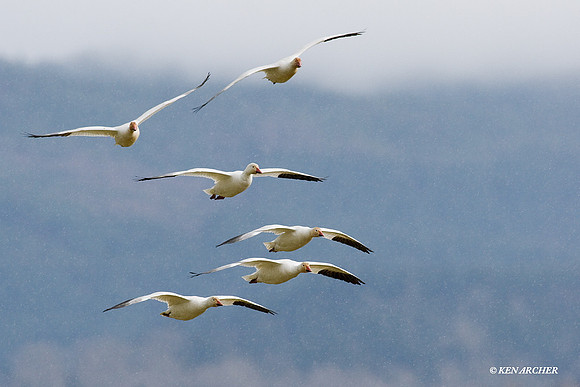SNGS00529 Snow Geese