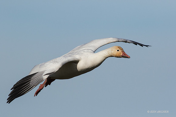 SNGS03069 - Snow Geese