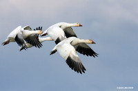 SNGS02396 Snow Geese