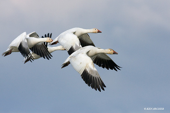 SNGS02396 Snow Geese