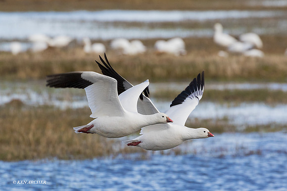 RSSG01587 - Ross Geese