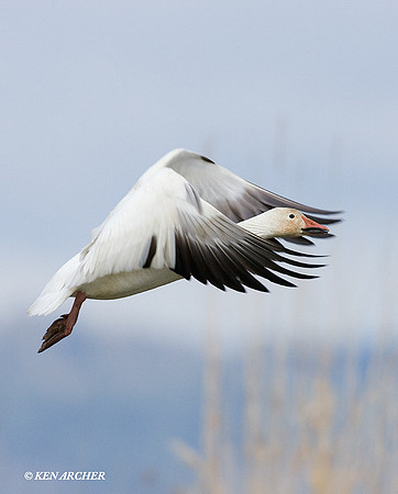 SNGS02185 Snow Geese