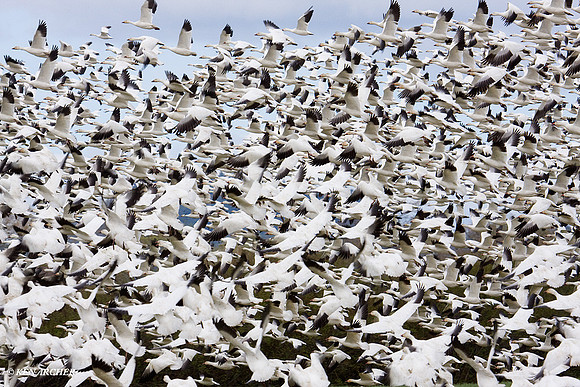 SNGS02620 Snow Geese