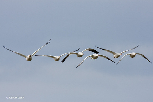 SNGS02382 Snow Geese