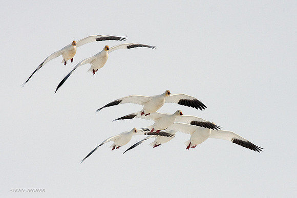 SNGS01592 Snow Goose