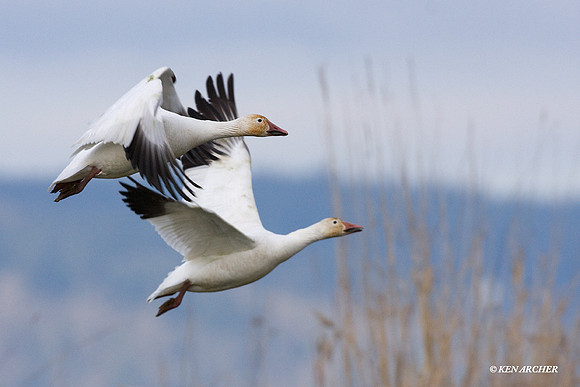 Snow Geese
