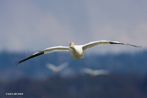 SNGS01049 Snow Goose