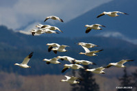SNGS00967 Snow Goose