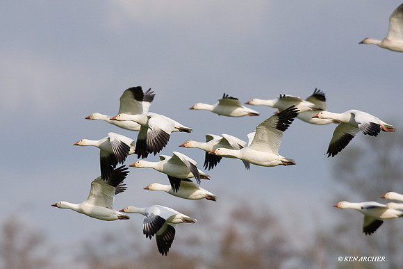 SNGS02310 Snow Geese
