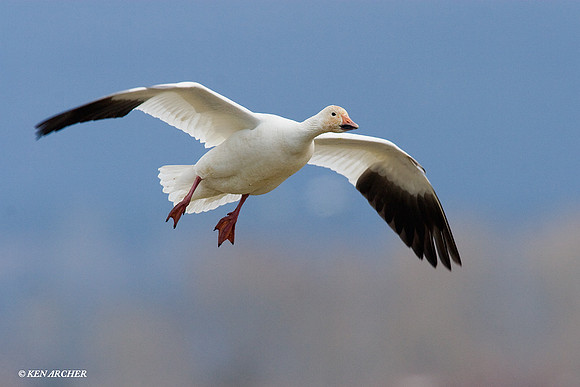 SNGS00464 Snow Geese