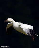 Snow Goose - SNGS02493
