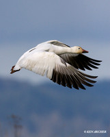 Snow Goose - SNGS02408