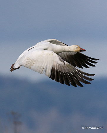 Snow Goose - SNGS02408