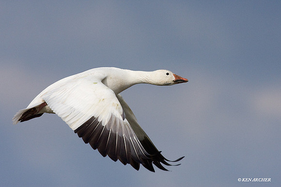 Snow Goose in Flight - SNGS02225