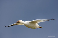 SNGS01272 Snow Goose