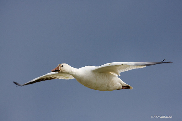 SNGS01272 Snow Goose