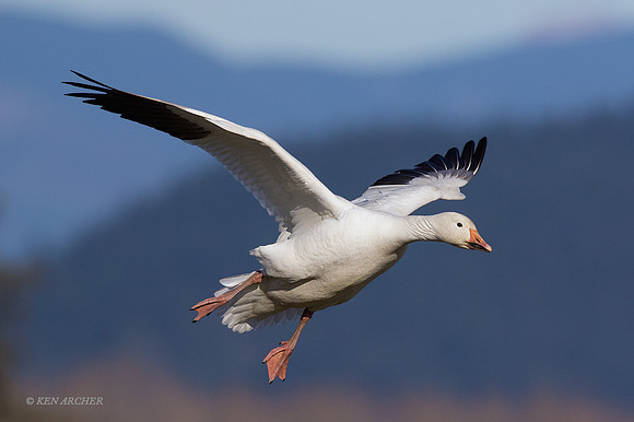 SNGS03261 - Snow Geese