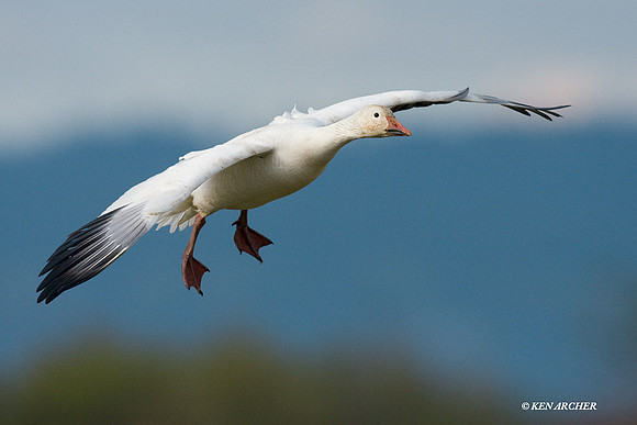 SNGS02280 Snow Geese