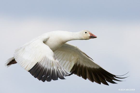 Snow Goose - SNGS02197