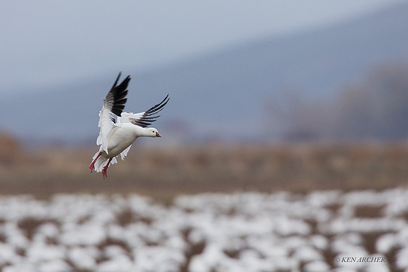 RSSG00966 - Ross's Snow Geese