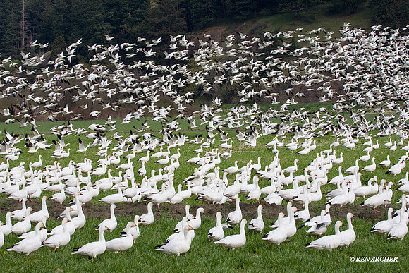 Snow Geese Flock- SNGS02463