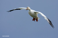 SNGS01120 Snow Goose