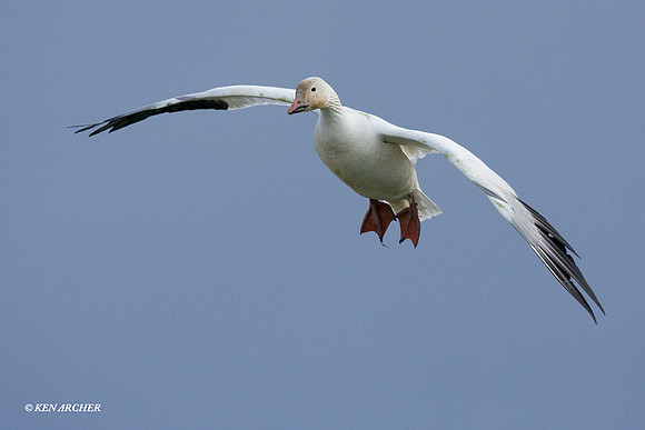 SNGS01120 Snow Goose