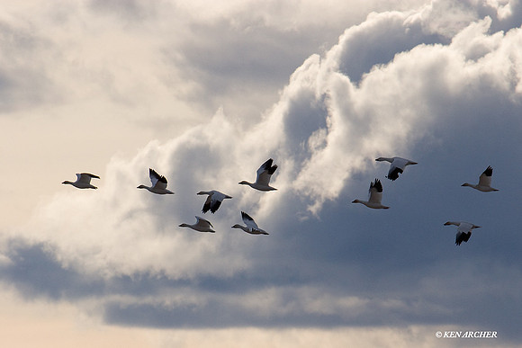 SNGS01710 Snow Goose