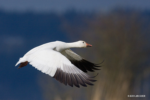 Snow Goose