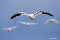 Snow Goose Alighting - SNGS01155
