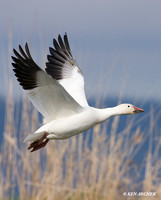 Snow Goose