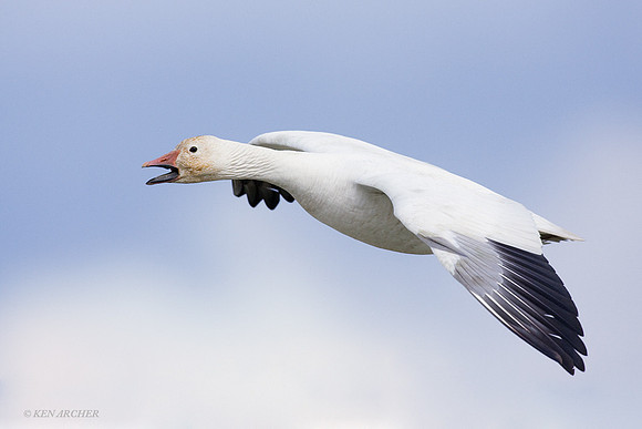 SNGS01188 Snow Goose Alighting