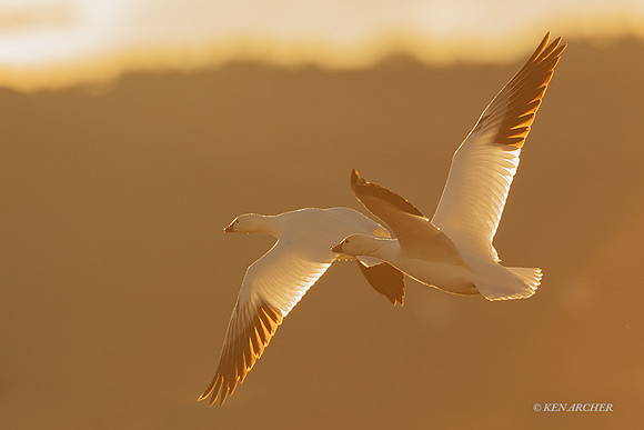 RSSG01219 - Ross's Geese
