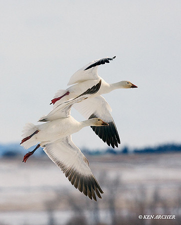 SNGS01760 Snow Goose