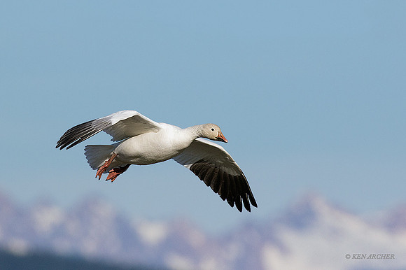 SNGS03148 - Snow Geese