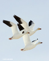 SNGS01607 Snow Goose
