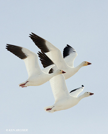 SNGS01607 Snow Goose