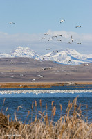 Freeze Out Lake, Snow Geese - SNGS02137