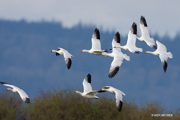 Snow Geese in Flight - SNGS02272