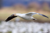 Snow Goose