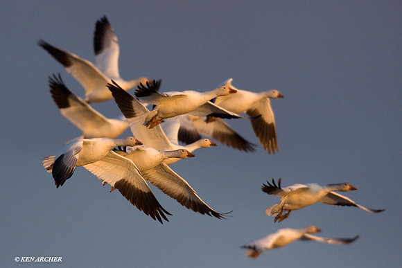 Snow Geese Flock - SNGS01865