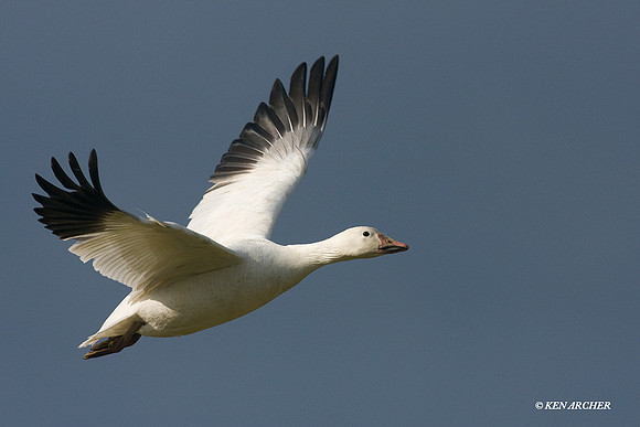 SNGS02343 Snow Geese