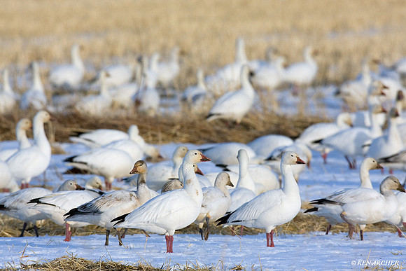 Snow Geese Flock - SNGS01813