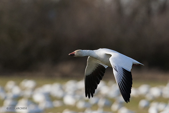 SNGS02977 - Snow Geese